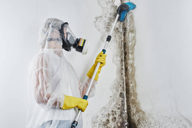 Best Black Mold Removal  in New Castle Northwest, PA