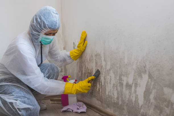 Best Fast Mold Removal  in New Castle Northwest, PA