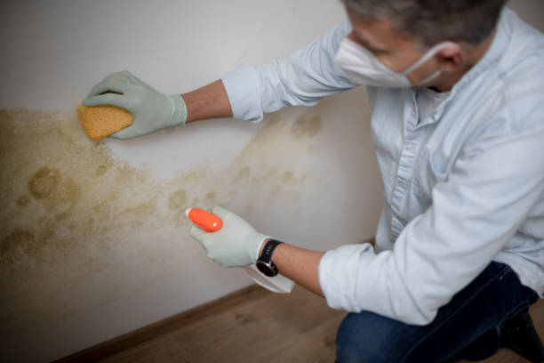 Mold Removal and Inspection in New Castle Northwest, PA