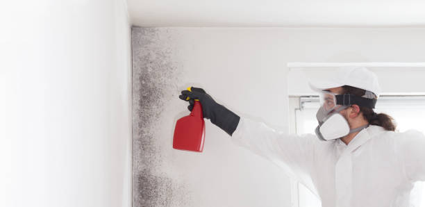 Best Residential Mold Removal  in New Castle Northwest, PA