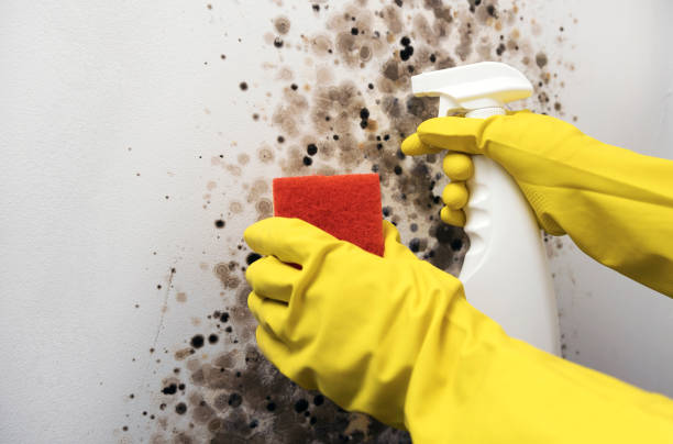 Best Professional Mold Removal  in New Castle Northwest, PA