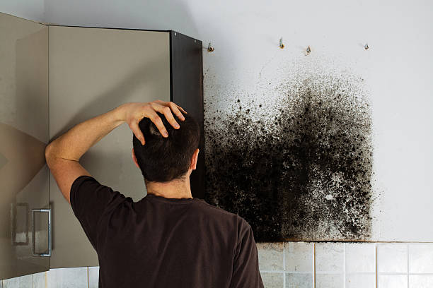Best Local Mold Removal Service  in New Castle Northwest, PA
