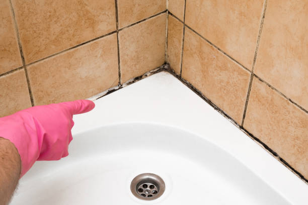 Best Crawl Space Mold Removal  in New Castle Northwest, PA